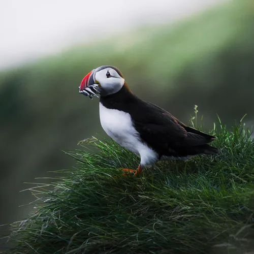 closeup-puffin-with-fish-its-beak