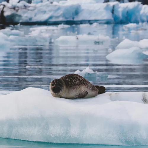 Spot Nordic Wildlife in Action