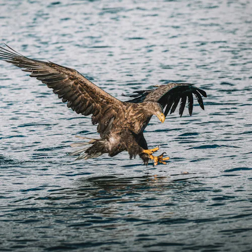 Encounter the Arctic’s Wildest Inhabitants